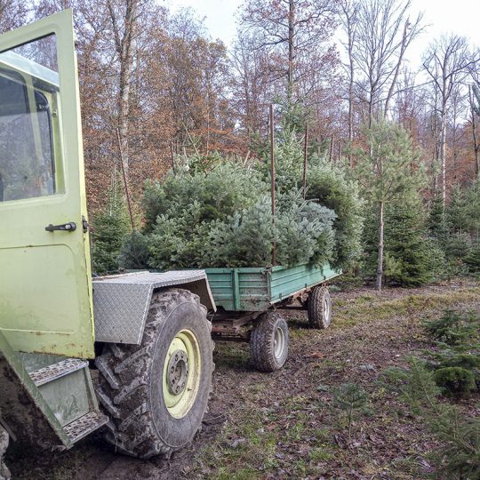 Weihnachsbäume_01